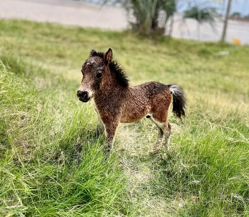 A young brown foal standing in long grass.